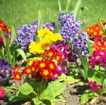 Il sorriso di un sogno