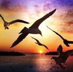 Il volo di un gabbiano