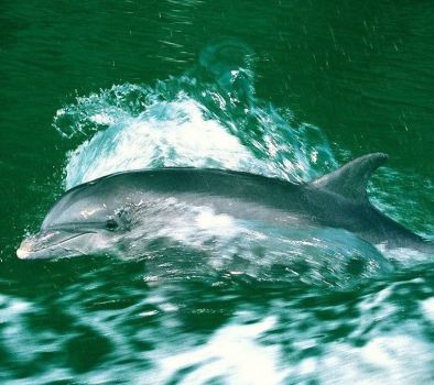 Tra le isole del golfo