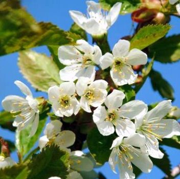 Il profumo del mandorlo in fiore