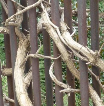 Sul mio balcone... il suo sorriso  