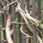 Sul mio balcone... il suo sorriso  