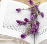 Tra polvere un fiore  