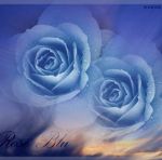 Ed io sto con le rose  