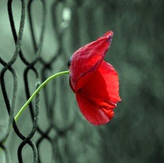 Al tramonto sui campi  