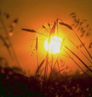 Coi suoi ricci dorati  