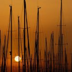 Il profumo delle rose  