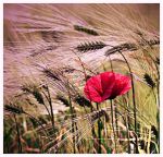 Smarrita tra i campi  