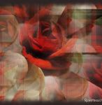 I miei sogni di ieri