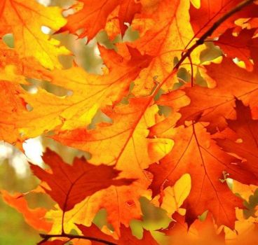 Tra le foglie nel vento