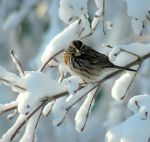 Nel cielo all'orizzonte