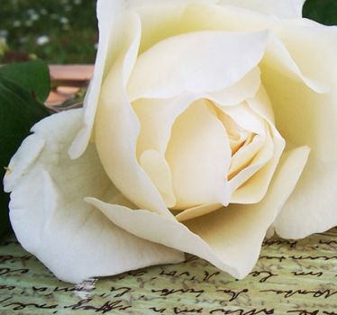 Nel respiro delle rose