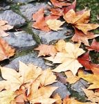 La stagione dei ciliegi