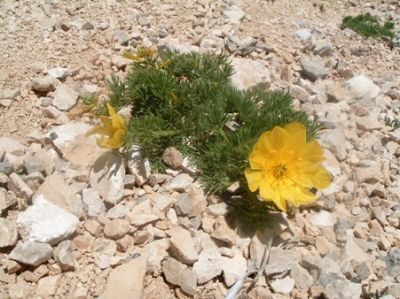 Il fiore del coraggio