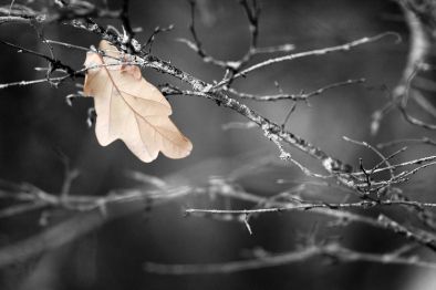 Il vento soffia ancora