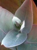 L�eucalipto � fiorito