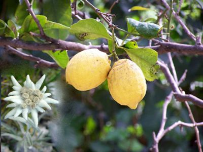 Fantasia di un grande amore