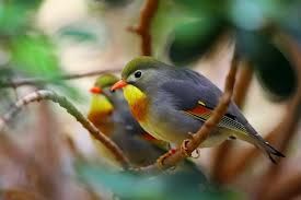 Eri solo un usignolo