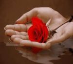 Gli auguri di un fiore