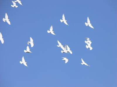 Dove andranno le colombe