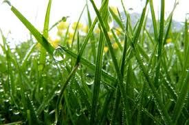 Quei sottili fili d’erba