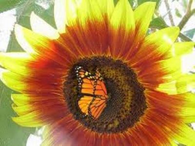 Il bacio d�una farfalla