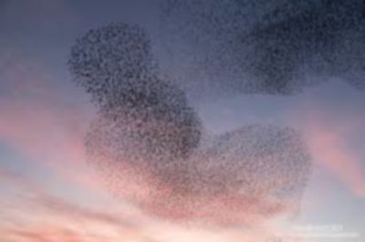 Tanto chi decide è il cuore