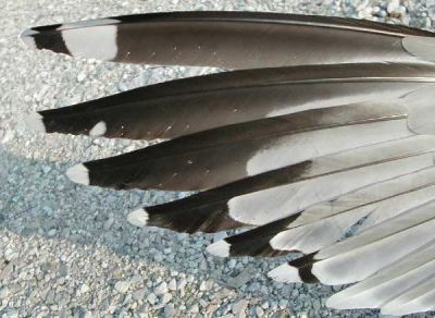 Sebbene non sai volare