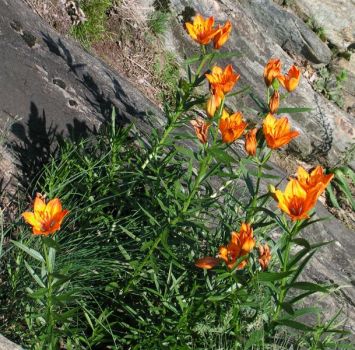 I gigli parlano con il loro profumo  