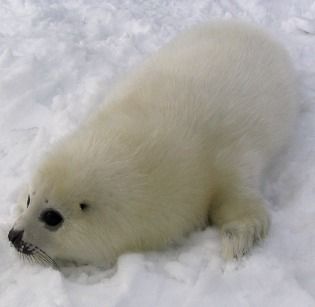 Tanto non è vagito umano