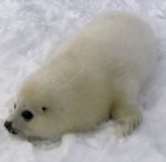 Tanto non � vagito umano  