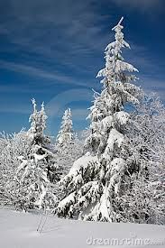 Candide s�arrendono