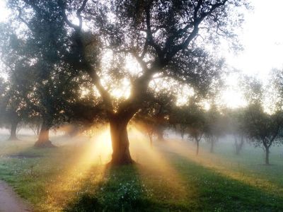 In quel ciel mattutino