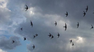 Cos� mite, cos� dolce