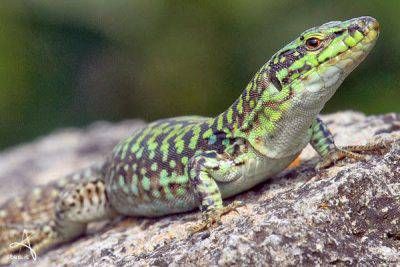 A caccia di lucertole