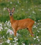 Il cagnetto e il capriolo