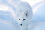 Volpe delle Nevi