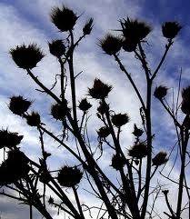 Un giardino senza fiori  