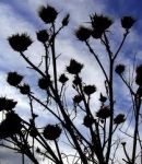 Un giardino senza fiori  