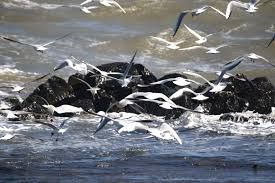 Non e� l�inverno che mi fa gelare