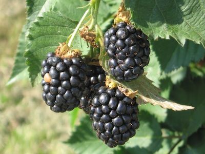 Amor che ne la mente fa paura