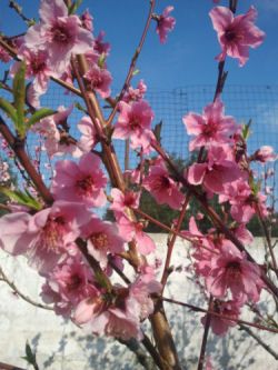 Tre piccoli fiori m'aspettano