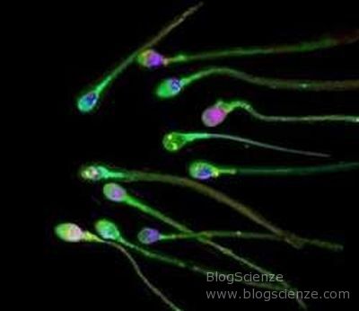 Spermatozoi  