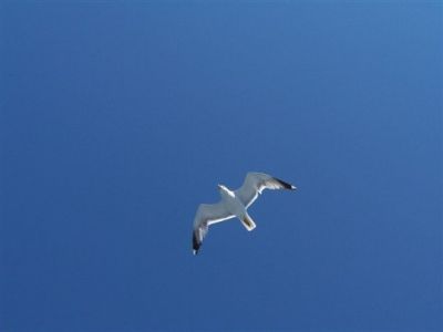 Il gabbiano (versione 2)