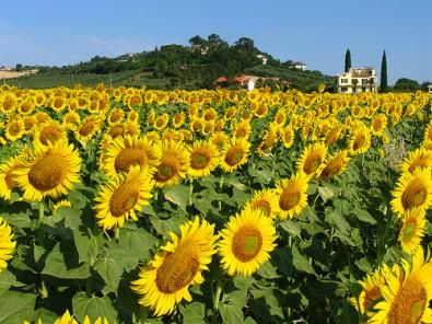 Mulini a vento e girasoli