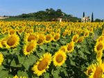 Mulini a vento e girasoli