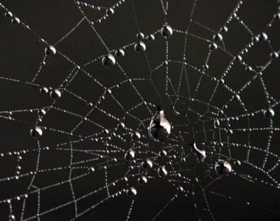 Ragni e tele