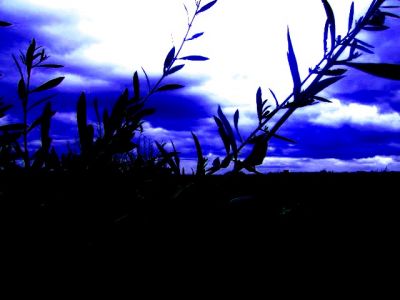 Madrigale della noia