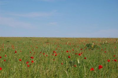 Di giallo all'alba � tinto l'orizzonte