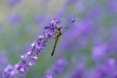 Non Te Ne Do Di Pi�